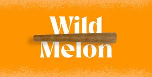 INFUSED Wild Melon Blunt - 1 Pack